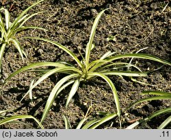 Chlorophytum comosum (zielistka Sternberga)