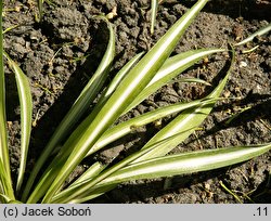 Chlorophytum comosum (zielistka Sternberga)