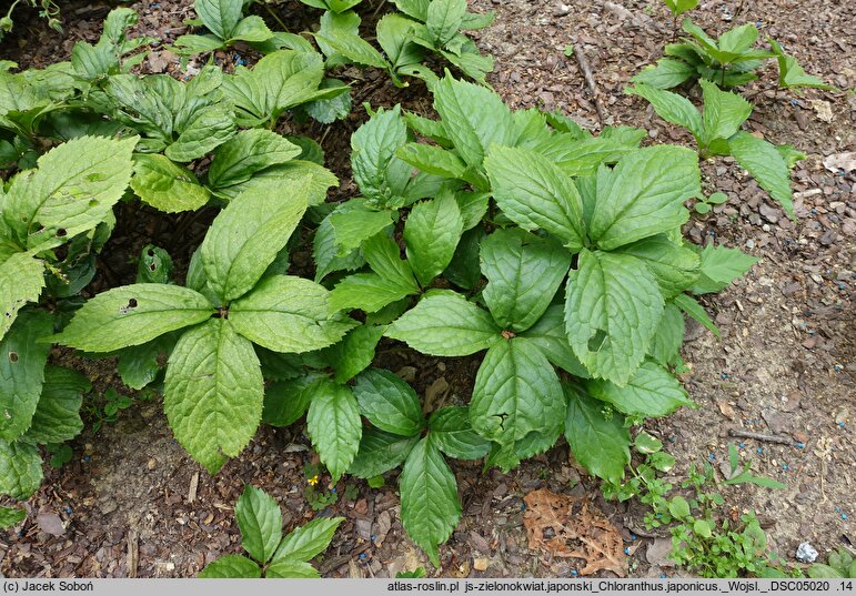 Chloranthus serratus (zielonokwiat japoński)