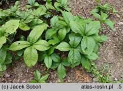 Chloranthus serratus (zielonokwiat japoński)