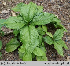 Chloranthus serratus (zielonokwiat japoński)