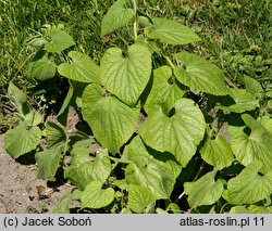 Thladiantha dubia (ziemniaczka sercowata)