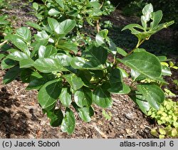 Chionanthus retusus (śniegowiec chiński)