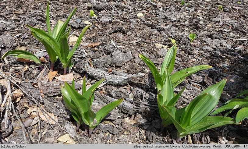 Colchicum bivonae (zimowit Bivona)