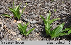 Colchicum bivonae (zimowit Bivona)