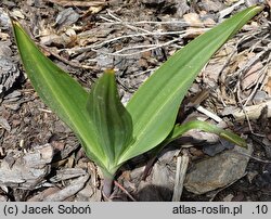 Colchicum bivonae (zimowit Bivona)