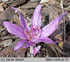 Colchicum ×agrippinum (zimowit Agrypiny)