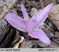 Colchicum ×agrippinum (zimowit Agrypiny)