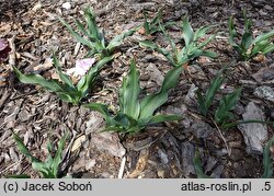 Colchicum ×agrippinum (zimowit Agrypiny)