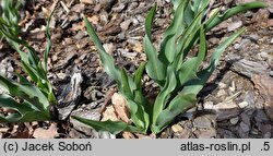 Colchicum ×agrippinum (zimowit Agrypiny)