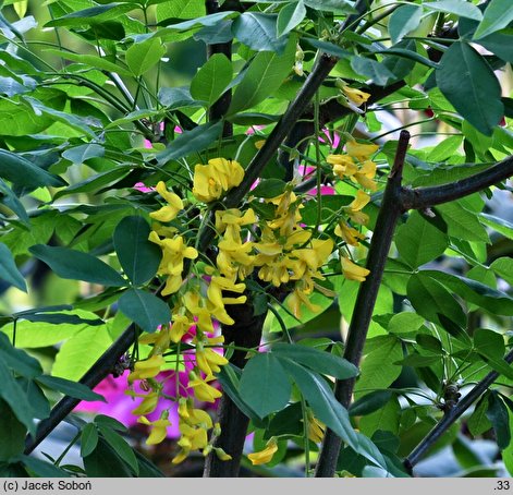 Laburnum ×watereri (złotokap Waterera)