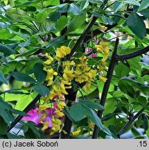 Laburnum ×watereri (złotokap Waterera)