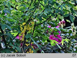 Laburnum ×watereri (złotokap Waterera)