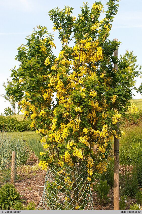 Laburnum ×watereri Sunspire