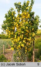 Laburnum ×watereri Sunspire