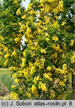 Laburnum ×watereri Sunspire