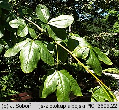 Laburnum alpinum