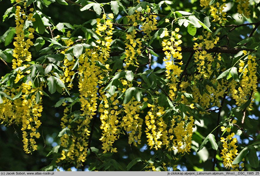 Laburnum alpinum (złotokap alpejski)