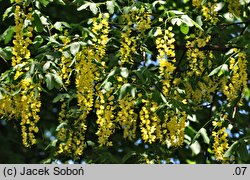 Laburnum alpinum (złotokap alpejski)