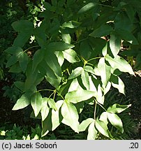 Laburnum anagyroides