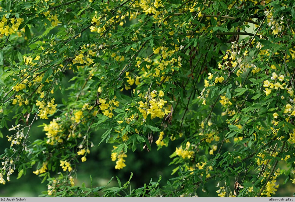 Laburnum anagyroides Quercifolium