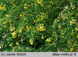 Laburnum anagyroides Quercifolium