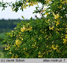 Laburnum anagyroides Quercifolium