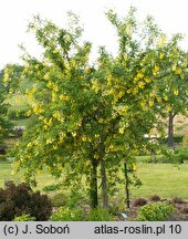 Laburnum anagyroides Quercifolium