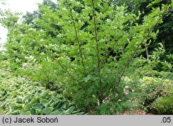 Zanthoxylum simulans (żółtodrzew chiński)