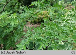 Zanthoxylum simulans (żółtodrzew chiński)