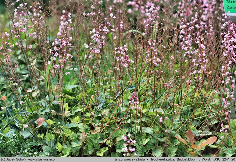 ×Heucherella alba (żuraweczka biała)