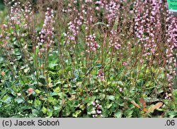 ×Heucherella alba (żuraweczka biała)