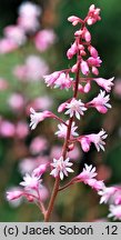 ×Heucherella alba (żuraweczka biała)