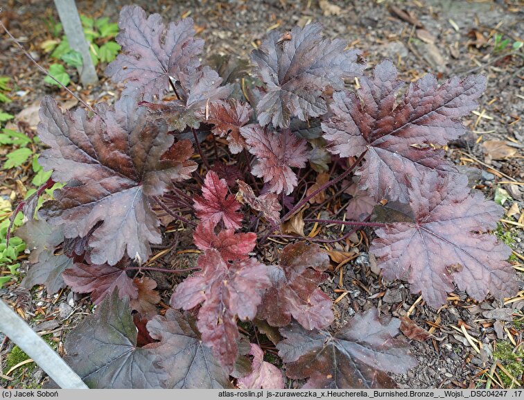 ×Heucherella Burnished Bronze
