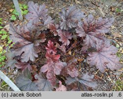 ×Heucherella Burnished Bronze