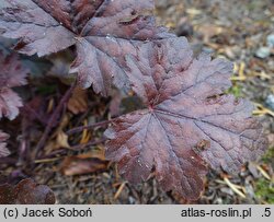 ×Heucherella Burnished Bronze