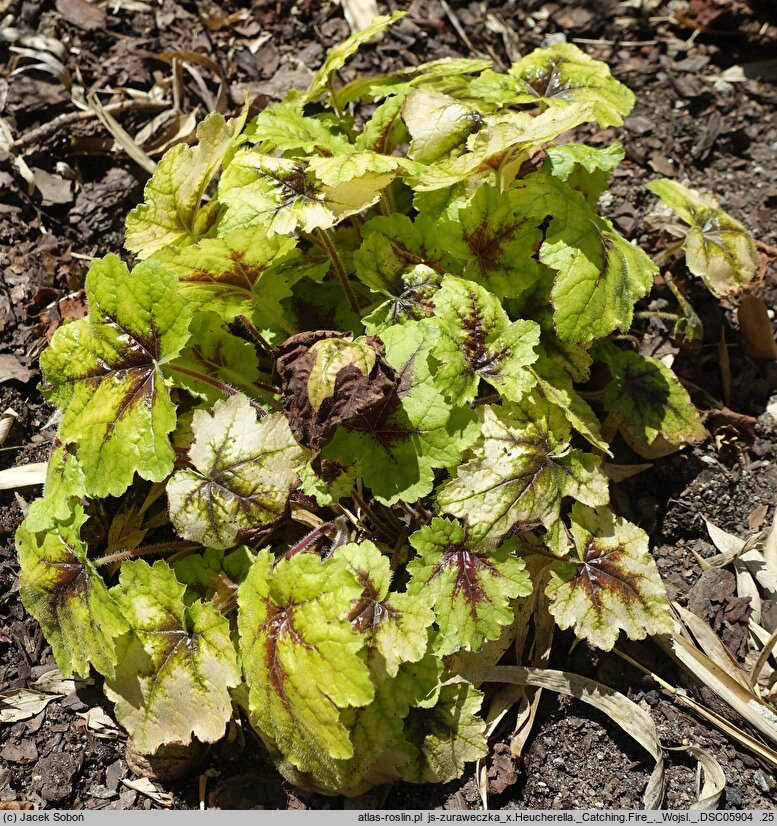 ×Heucherella Catching Fire