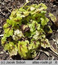 ×Heucherella Catching Fire