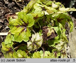 ×Heucherella Catching Fire