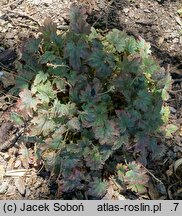 ×Heucherella Infinity