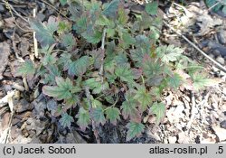 ×Heucherella Infinity