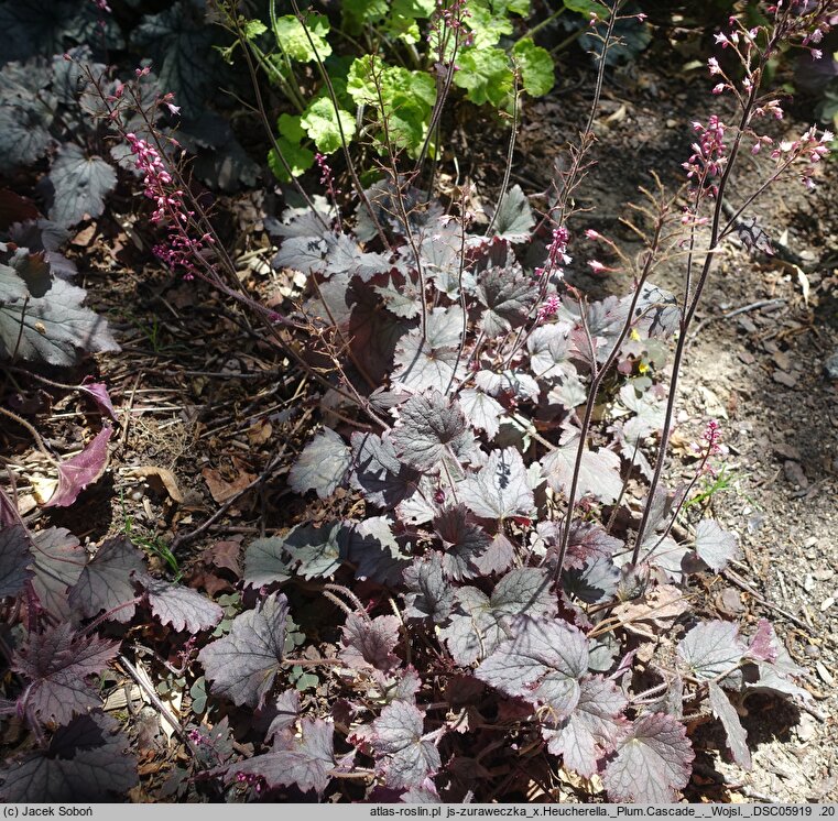 ×Heucherella Plum Cascade