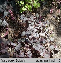 ×Heucherella Plum Cascade