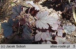 ×Heucherella Plum Cascade