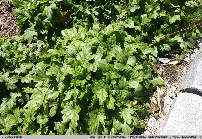×Heucherella White Revolution