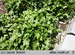 ×Heucherella White Revolution
