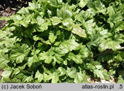 ×Heucherella White Revolution