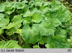 Heuchera villosa var. macrorhiza