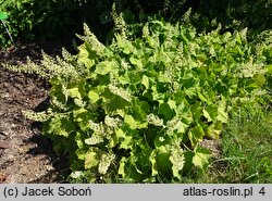 Heuchera villosa (żurawka owłosiona)