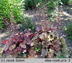 Heuchera villosa Carnival Watermelon